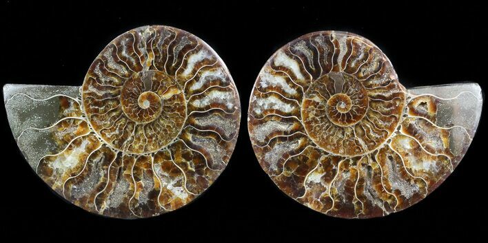 Sliced Fossil Ammonite Pair - Agatized #45495